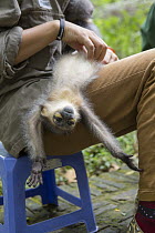 Gray-shanked Douc (Pygathrix cinerea) rehabilitator grooming infant that was rescued from illegal wildlife trade, Endangered Primate Rescue Center, Cuc Phuong National Park, Vietnam
