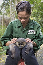 Douc Langur (Pygathrix nemaeus) orphan confiscated from illegal wildlife trade, groomed by rehabilitator, Bui Thi Hanh, Endangered Primate Rescue Center, Cuc Phuong National Park, Vietnam