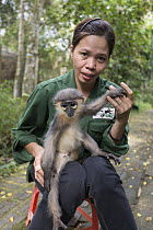 Douc Langur (Pygathrix nemaeus) orphan confiscated from illegal wildlife trade, held by rehabilitator, Bui Thi Hanh, Endangered Primate Rescue Center, Cuc Phuong National Park, Vietnam