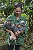 Gray-shanked Douc (Pygathrix cinerea) and Douc Langur (Pygathrix nemaeus) orphans confiscated from illegal wildlife trade, held by rehabilitator, Bui Thi Hanh, Endangered Primate Rescue Center, Cuc Ph...