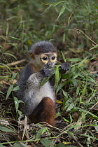 Douc Langur (Pygathrix nemaeus) young rescued from illegal wildlife trade feeding on leaves, Endangered Primate Rescue Center, Cuc Phuong National Park, Vietnam