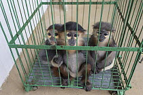 Gray-shanked Douc (Pygathrix cinerea) and Douc Langur (Pygathrix nemaeus) young rescued from illegal wildlife trade, Endangered Primate Rescue Center, Cuc Phuong National Park, Vietnam