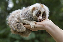 Northern Slow Loris (Nycticebus bengalensis) young from female that was rescued from illegal wildlife trade while pregnant, Endangered Primate Rescue Center, Cuc Phuong National Park, Vietnam
