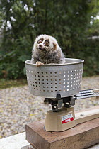 Northern Slow Loris (Nycticebus bengalensis) young from female that was rescued from illegal wildlife trade while pregnant being weighed, Endangered Primate Rescue Center, Cuc Phuong National Park, Vi...