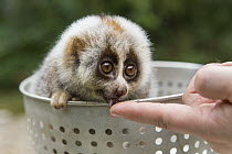 Northern Slow Loris (Nycticebus bengalensis) young from female that was rescued from illegal wildlife trade while pregnant being fed, Endangered Primate Rescue Center, Cuc Phuong National Park, Vietna...