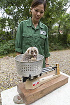 Northern Slow Loris (Nycticebus bengalensis) rehabilitator, Bui Thi Hanh, weighing young from female that was rescued from illegal wildlife trade while pregnant, Endangered Primate Rescue Center, Cuc...