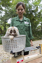Northern Slow Loris (Nycticebus bengalensis) rehabilitator, Bui Thi Hanh, weighing young from female that was rescued from illegal wildlife trade while pregnant, Endangered Primate Rescue Center, Cuc...