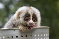 Northern Slow Loris (Nycticebus bengalensis) young from female that was rescued from illegal wildlife trade while pregnant licking lips, Endangered Primate Rescue Center, Cuc Phuong National Park, Vie...