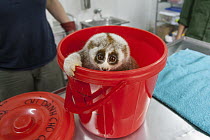 Northern Slow Loris (Nycticebus bengalensis) rescued from illegal wildlife trade, Endangered Primate Rescue Center, Cuc Phuong National Park, Vietnam