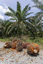 African Oil Palm (Elaeis guineensis) harvested fruit, Labuk Bay, Sabah, Borneo, Malaysia