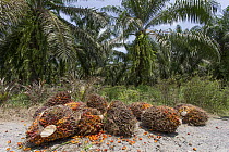 African Oil Palm (Elaeis guineensis) harvested fruit, Sabah, Borneo, Malaysia