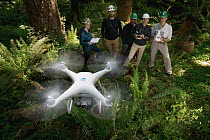 Marbled Murrelet (Brachyramphus marmoratus) biologists using drone to locate nests, Newport, Oregon