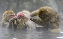Japanese Macaque (Macaca fuscata) group grooming in hot spring, Jigokudani, Nagano, Japan