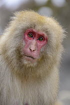 Japanese Macaque (Macaca fuscata), Jigokudani, Nagano, Japan