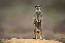 Meerkat (Suricata suricatta) on alert, Oudtshoorn, Western Cape, South Africa