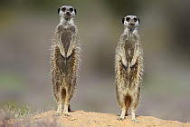 Meerkat (Suricata suricatta) pair on alert, Oudtshoorn, Western Cape, South Africa