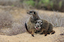 Meerkat (Suricata suricatta) parent and young, Oudtshoorn, Western Cape, South Africa