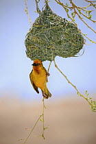 Cape Weaver (Ploceus capensis) male at nest, Small Karoo, Western Cape, South Africa