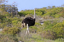 Ostrich (Struthio camelus) male, West Coast National Park, Western Cape, South Africa