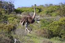 Ostrich (Struthio camelus) female, West Coast National Park, Western Cape, South Africa