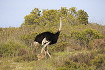 Ostrich (Struthio camelus) father and chick, West Coast National Park, Western Cape, South Africa