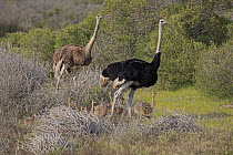 Ostrich (Struthio camelus) family, West Coast National Park, Western Cape, South Africa