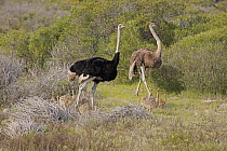 Ostrich (Struthio camelus) family, West Coast National Park, Western Cape, South Africa