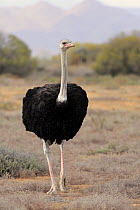 Ostrich (Struthio camelus) male, Oudtshoorn, Western Cape, South Africa