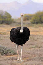 Ostrich (Struthio camelus) male, Oudtshoorn, Western Cape, South Africa