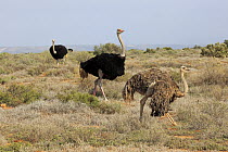 Ostrich (Struthio camelus) pair courting, Oudtshoorn, Western Cape, South Africa