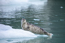 Harbor Seal (Phoca vitulina) pup, LeConte Bay, Alaska