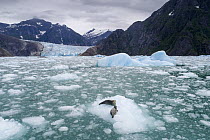 Harbor Seal (Phoca vitulina) mother and pup on iceberg, LeConte Bay, Alaska