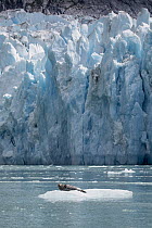 Harbor Seal (Phoca vitulina) on ice floe, South Sawyer Glacier, Tracy Arm-Fords Terror Wilderness, Alaska