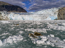 Harbor Seal (Phoca vitulina) groups on ice floes, South Sawyer Glacier, Tracy Arm-Fords Terror Wilderness, Alaska