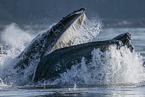 Humpback Whale (Megaptera novaeangliae) pair gulp feeding, Frederick Sound, Alaska