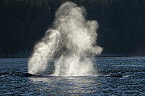 Humpback Whale (Megaptera novaeangliae) surfacing, Frederick Sound, Alaska