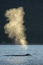 Humpback Whale (Megaptera novaeangliae) surfacing, Frederick Sound, Alaska