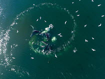 Humpback Whale (Megaptera novaeangliae) pod cooperative bubble-net feeding, Frederick Sound, Alaska