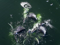 Humpback Whale (Megaptera novaeangliae) pod coopertive gulp feeding, Frederick Sound, Alaska