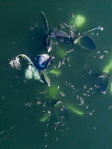Humpback Whale (Megaptera novaeangliae) pod cooperative gulp feeding, Frederick Sound, Alaska