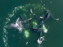 Humpback Whale (Megaptera novaeangliae) pod cooperative bubble-net feeding, Frederick Sound, Alaska