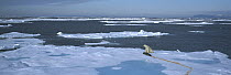 Polar Bear (Ursus maritimus) with seal prey it has dragged across the ice, Spitsbergen, Svalbard, Norway