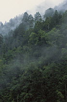 Temperate forest shrouded in fog, Hengduan Shan Mountains, south central China