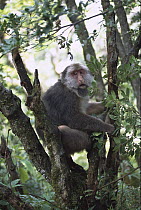 Tibetan Macaque (Macaca thibetana) adult sitting in tree, Sichuan Mountains of south central China and Vietnam
