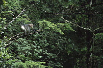 Yunnan Snub-nosed Monkey (Rhinopithecus bieti) in tree, Hengduan Shan Mountains, China