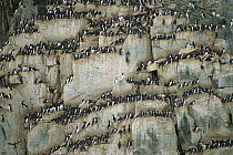 Brunnich's Guillemot (Uria lomvia) breeding colony on cliff face, Spitsbergen, Svalbard, Norway