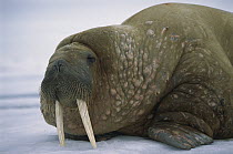 Atlantic Walrus (Odobenus rosmarus rosmarus) resting on ice, Spitsbergen, Svalbard, Norway