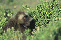 Gelada Baboon (Theropithecus gelada) endemic species, sitting among vegetation in the western highlands of Ethiopia