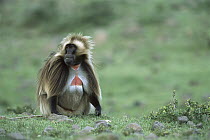 Gelada Baboon (Theropithecus gelada) endemic species, sitting on the ground in the western highlands of Ethiopia