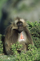 Gelada Baboon (Theropithecus gelada) endemic species, sitting on the ground in the western highlands of Ethiopia